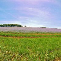 Buy canvas prints of Linseed field by Susan Snow