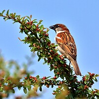 Buy canvas prints of House Sparrow by Susan Snow