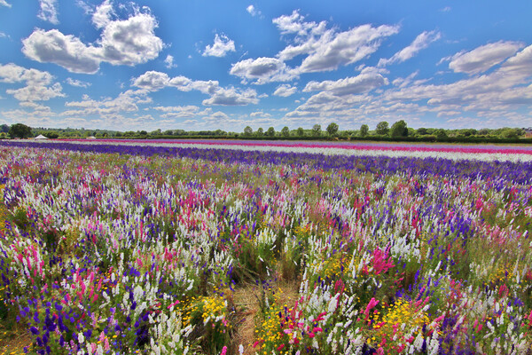 Field of Delphiniums Picture Board by Susan Snow