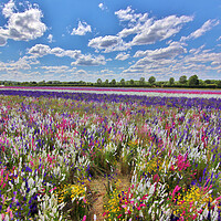 Buy canvas prints of Field of Delphiniums by Susan Snow