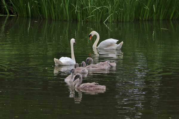 Cheltenham Swan Family Picture Board by Susan Snow