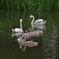 Buy canvas prints of Cheltenham Swan Family by Susan Snow