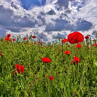 Buy canvas prints of Poppy Field in Bishops Cleeve by Susan Snow