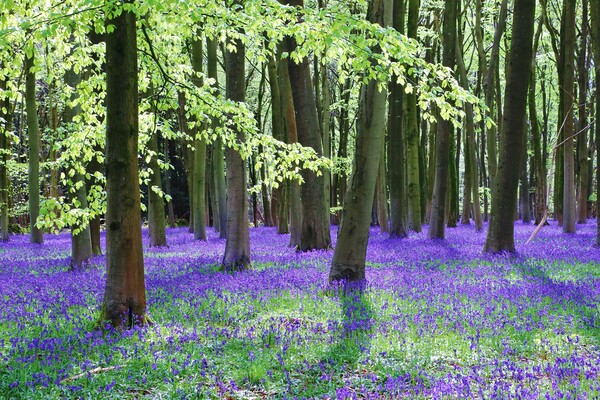 Cotswold Bluebell Wood Picture Board by Susan Snow