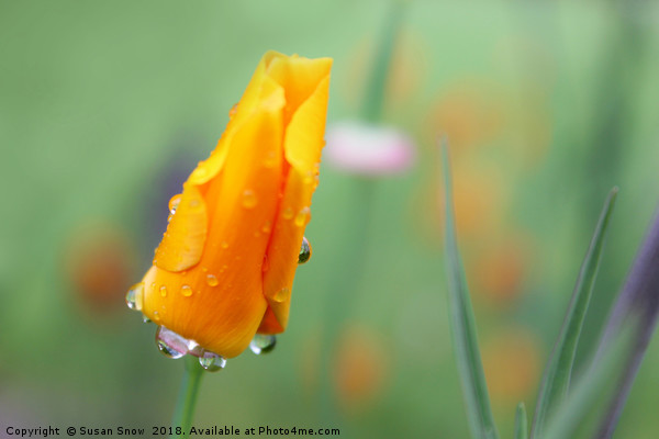 Water Droplets on a California Poppy Picture Board by Susan Snow