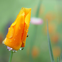 Buy canvas prints of Water Droplets on a California Poppy by Susan Snow