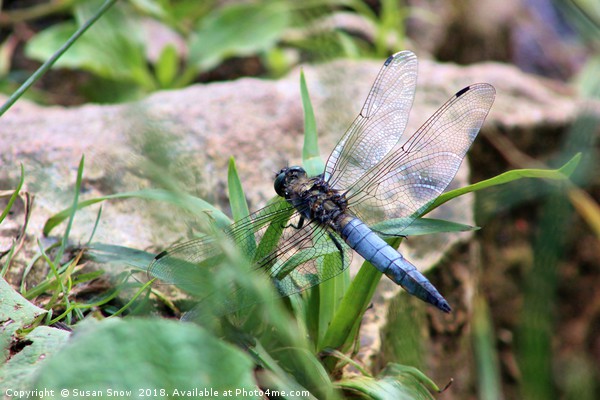 Broad-Bodied Chaser Dragonfly Picture Board by Susan Snow
