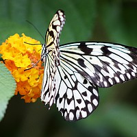 Buy canvas prints of Tree Nymph Butterfly on a Flower by Susan Snow