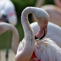 Buy canvas prints of Greater Flamingo by Susan Snow