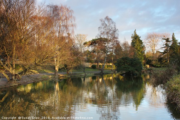 The Lake at Hatherley Park Cheltenham Picture Board by Susan Snow