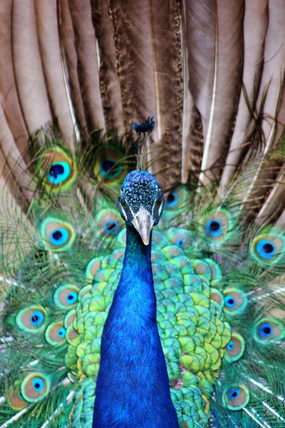 Peacock Display Picture Board by Susan Snow