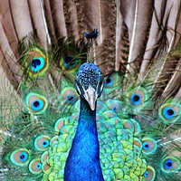 Buy canvas prints of Peacock Display by Susan Snow