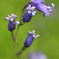 Buy canvas prints of Bluebells Up Close by Susan Snow