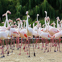 Buy canvas prints of Greater Flamingos by Susan Snow