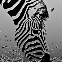 Buy canvas prints of Zebra - Plaster filter by Susan Snow