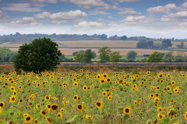 A Field of Sunflowers Picture Board by Susan Snow