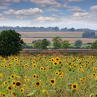 Buy canvas prints of A Field of Sunflowers by Susan Snow