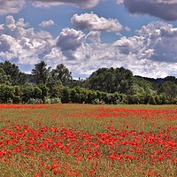 Buy canvas prints of Poppy Field in the Cotswolds by Susan Snow