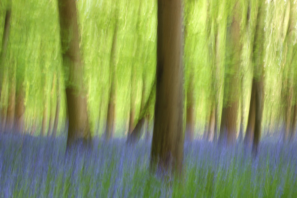 Abstract Bluebell Wood Picture Board by Susan Snow