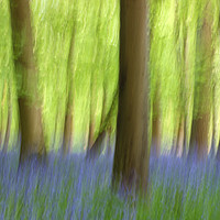 Buy canvas prints of Abstract Bluebell Wood by Susan Snow