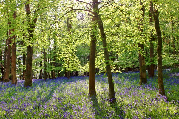 Cotswolds Bluebell Wood Picture Board by Susan Snow
