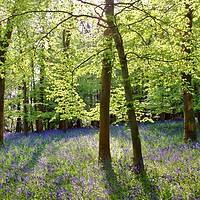 Buy canvas prints of Cotswolds Bluebell Wood by Susan Snow