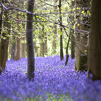 Buy canvas prints of Queen's Wood Bluebells Cheltenham by Susan Snow