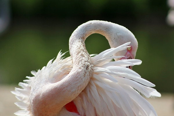 A resting Greater Flamingo Picture Board by Susan Snow