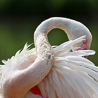 Buy canvas prints of A resting Greater Flamingo by Susan Snow