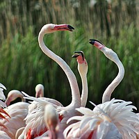 Buy canvas prints of Playful Greater Flamingos by Susan Snow