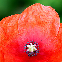 Buy canvas prints of Autumn Poppy by Susan Snow