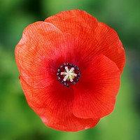 Buy canvas prints of Autumn Poppy by Susan Snow