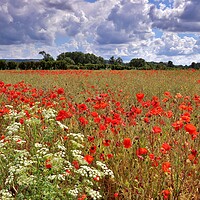 Buy canvas prints of Poppy Field in the Cotswolds by Susan Snow