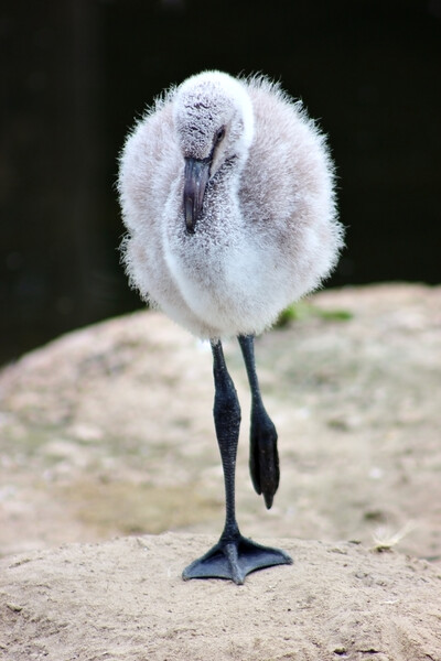 Baby Chilean Flamingo Picture Board by Susan Snow