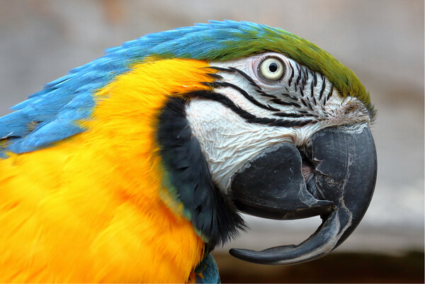 Blue and Gold Macaw Parrot Picture Board by Susan Snow