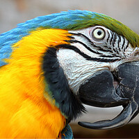 Buy canvas prints of Blue and Gold Macaw Parrot by Susan Snow