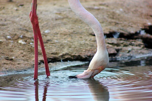Thirsty Flamingo Picture Board by Susan Snow