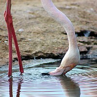 Buy canvas prints of Thirsty Flamingo by Susan Snow