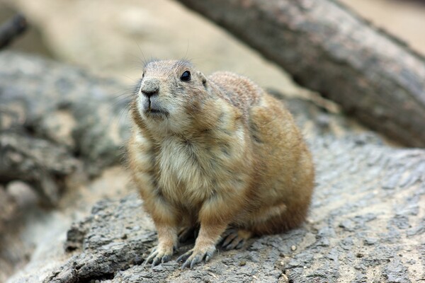 Prairie Dog Picture Board by Susan Snow