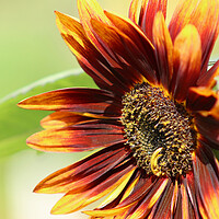 Buy canvas prints of Close up Sunflower by Susan Snow