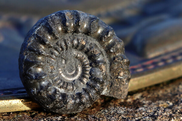Bifericeras Ammonite Picture Board by Susan Snow