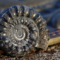 Buy canvas prints of Bifericeras Ammonite by Susan Snow