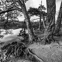 Buy canvas prints of Bark & Tree roots of derwent by Mike Hughes
