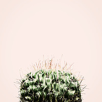 Buy canvas prints of Cactus on Pink by Martha Lilia Guzmán Marín