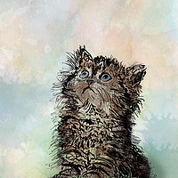 Buy canvas prints of Messy Cat by Martha Lilia Guzmán Marín