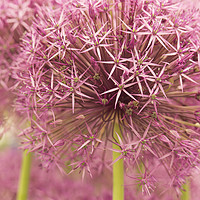 Buy canvas prints of Purple Allium flower by Katy Davison