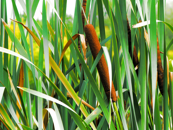 Bullrushes, Caen, France Picture Board by Michael Ffontas