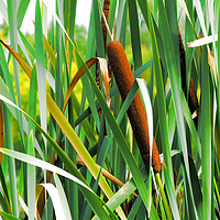 Buy canvas prints of Bullrushes, Caen, France by Michael Ffontas
