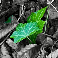 Buy canvas prints of                               Green Leaves by Penny Martin
