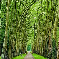 Buy canvas prints of Avenue of Trees by Penny Martin